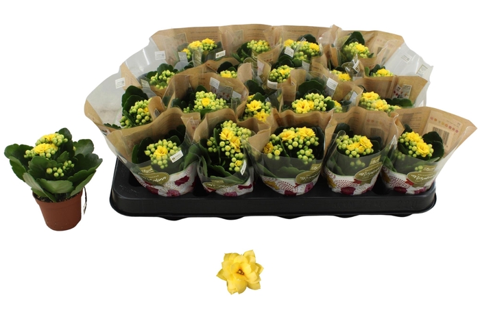 <h4>KAL GE AMARILLO YELL</h4>