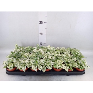 Hypoestes phyllo. 'Confetti C Whit'