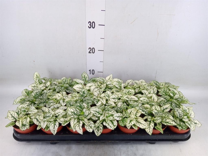 <h4>Hypoestes phyllo. 'Confetti C Whit'</h4>