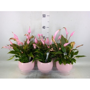 Spathiphyllum  'Bellini'