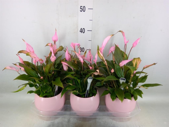 <h4>Spathiphyllum  'Bellini'</h4>