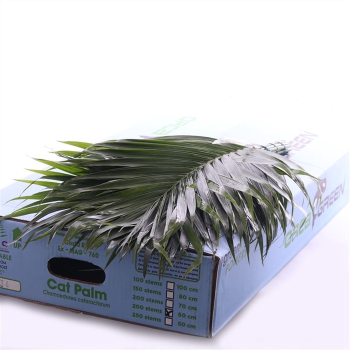 <h4>Catpalm Vacuum Orca</h4>