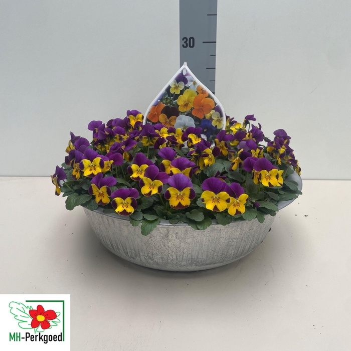 <h4>VIO CO SORBET GEM</h4>