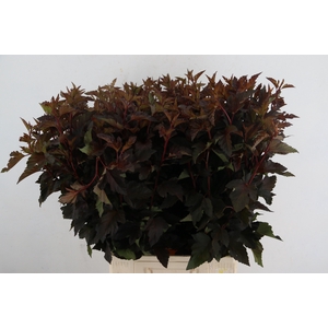 PHYSOCARPUSBLAD D. RED 060CM