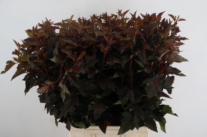<h4>PHYSOCARPUSBLAD D. RED 060CM</h4>