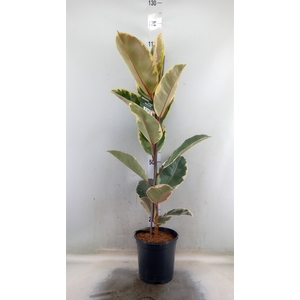 Ficus elastica 'Tineke'
