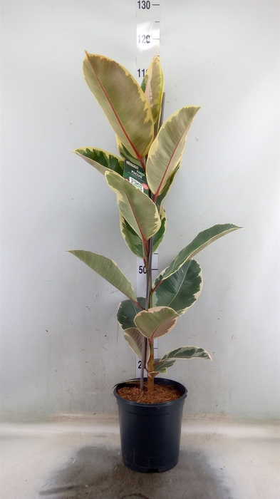 <h4>Ficus elastica 'Tineke'</h4>
