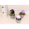 Viola wittrockiana F1 Lavender Shades