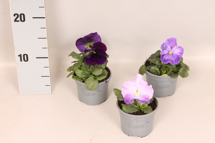 Viola wittrockiana F1 Lavender Shades