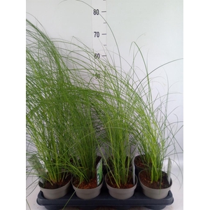 Miscanthus sin. 'Gracillimus'
