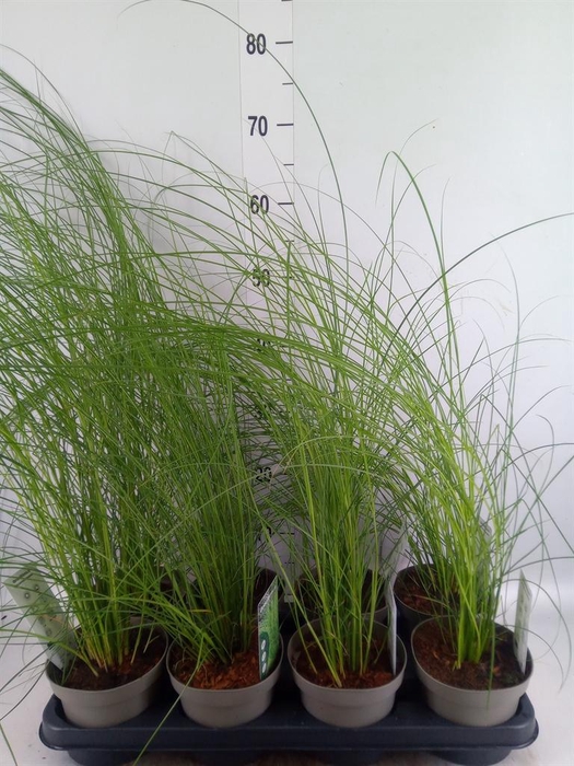 <h4>Miscanthus sin. 'Gracillimus'</h4>