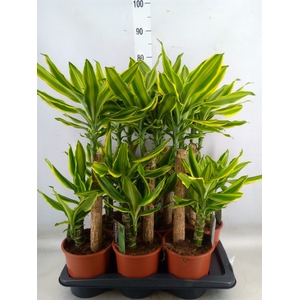 Dracaena frag. 'Golden Queen'