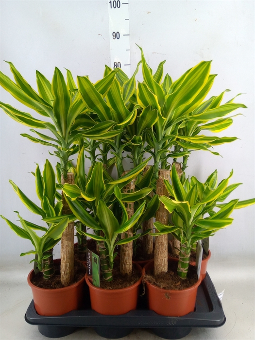 <h4>Dracaena frag. 'Golden Queen'</h4>