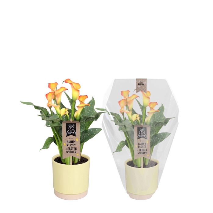 <h4>Zantedeschia Fireworks Calla Pasen oranje in Julia keramiek</h4>