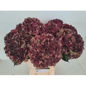 HYDR M MAG D RUBY CL