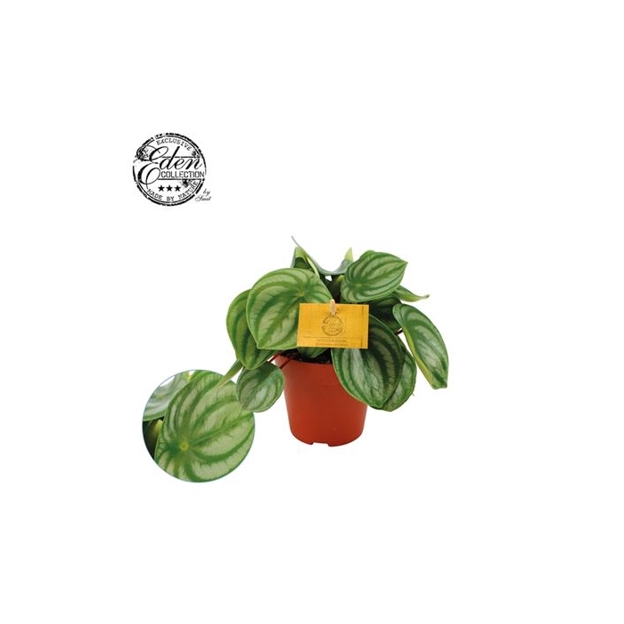 <h4>Peperomia Argyreia</h4>