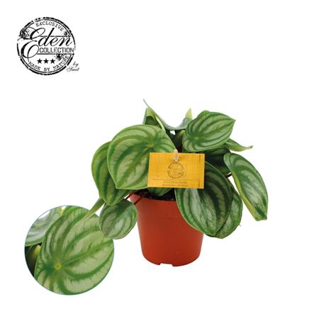 <h4>Peperomia Argyreia</h4>