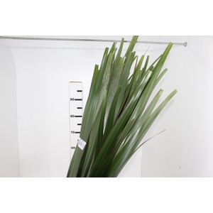 FOLHAGEM FIBRA 150 CM VERDE