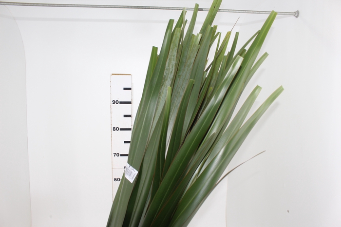 <h4>FOLHAGEM FIBRA 150 CM VERDE</h4>