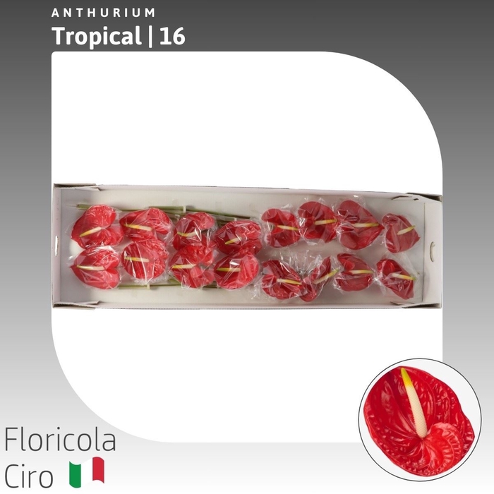 <h4>Anthurium Tropical</h4>