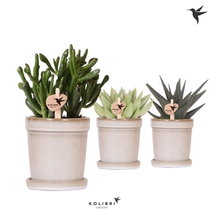Succulents   ...mix 3