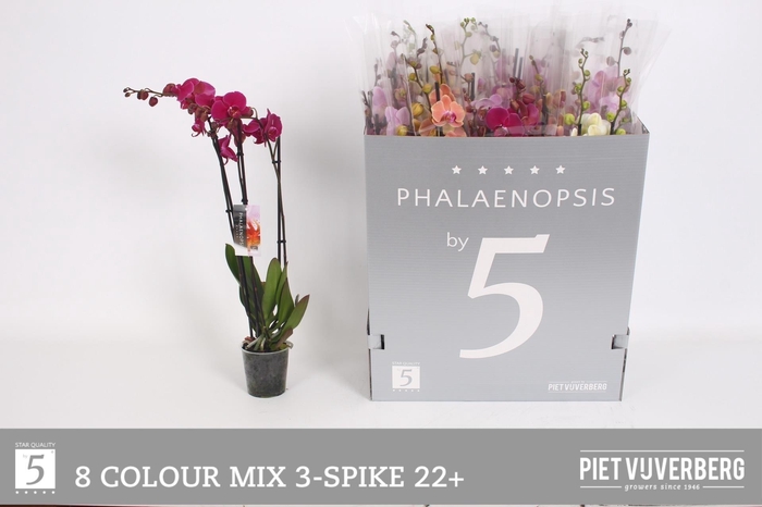 <h4>PHAL GEM 8 KL</h4>