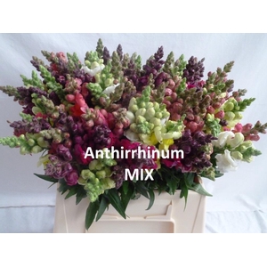 ANTIR GEMENGD X40 pro Eimer