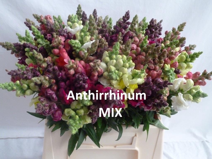 ANTIRRHINUM MIX