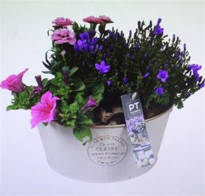 <h4>2429 Zink Roze Luxe</h4>