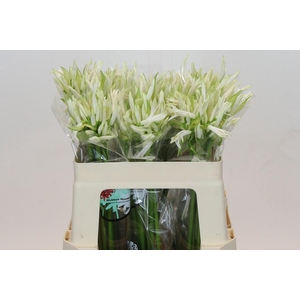 Nerine White Charm