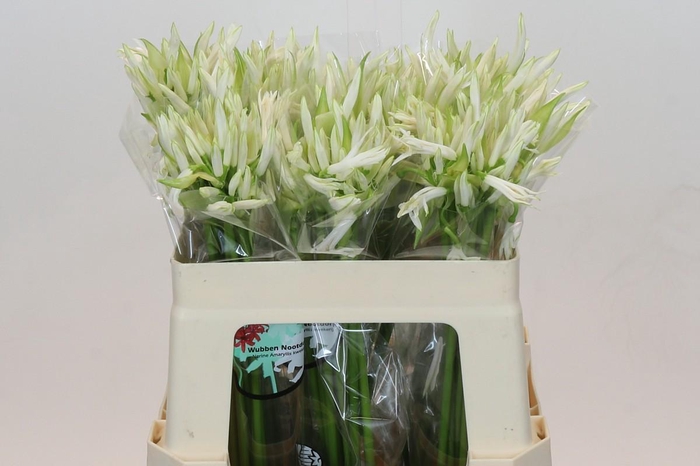 <h4>Nerine White Charm</h4>