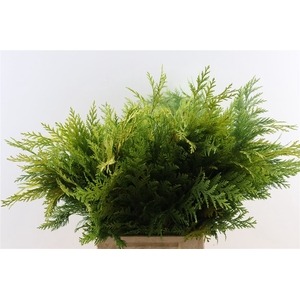 Chamaecyparis Law Yellow