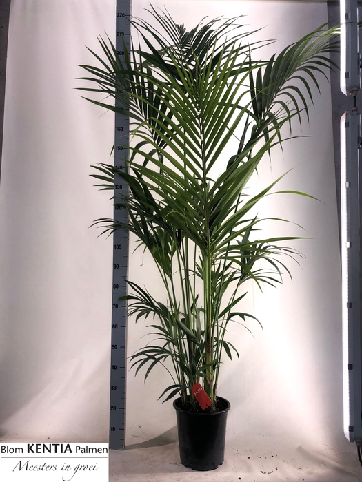 <h4>HOWEA FORSTERIANA</h4>