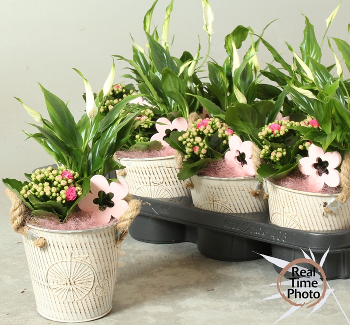 <h4>ARR KAMERPL</h4>