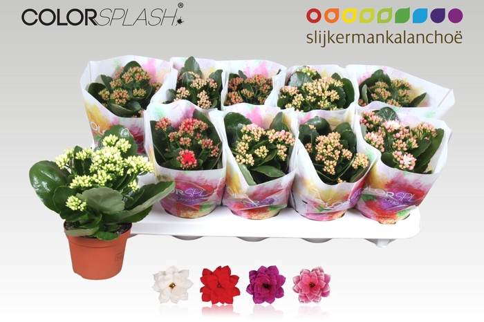 <h4>KAL GE GEM 4 KL</h4>