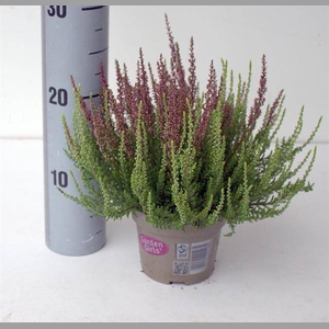 CALLUNA GARDEN GIRLS TWIN