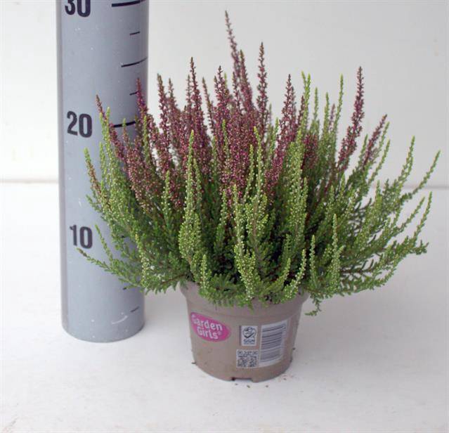 <h4>CALLUNA GARDEN GIRLS TWIN</h4>