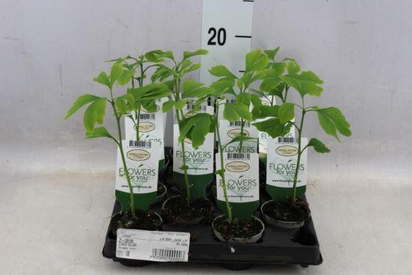 <h4>Ginkgo biloba   ...</h4>