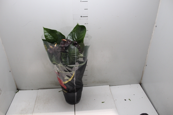 <h4>ANTHURIUM BLACK QUEEN P17 PREMIUM</h4>