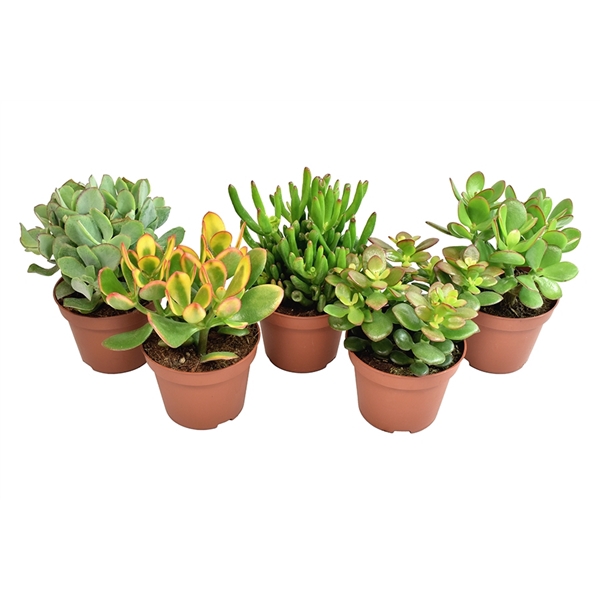 <h4>Crassula mix</h4>