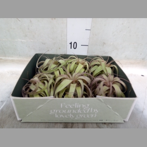 Tillandsia