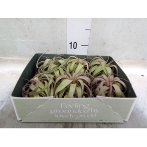 Tillandsia