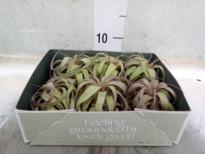<h4>Tillandsia</h4>