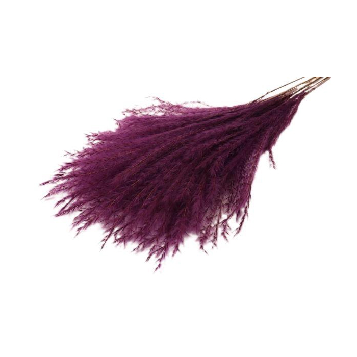 <h4>Bunch Fluffy Silver Grass 10pcs L75</h4>