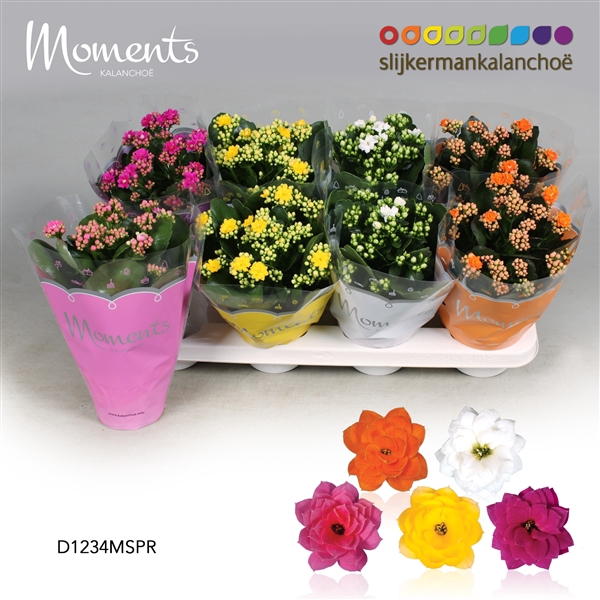 <h4>Kalanchoe Moments - Spring Moments</h4>