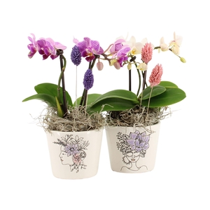 21697: Lovess arrangement