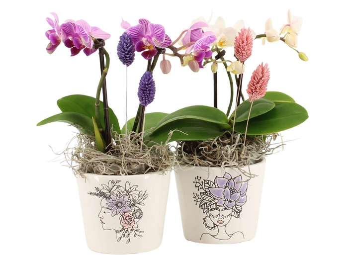 <h4>21697: Lovess arrangement</h4>