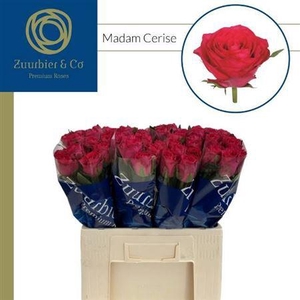 R Gr Madam Cerise