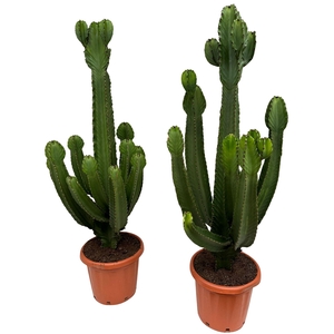 Euphorbia ingens