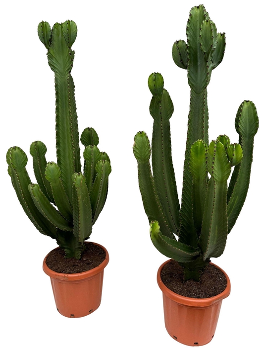 <h4>Euphorbia ingens</h4>